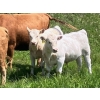Image 12 : MacMillan Farming Co. - 575# July Delivery Steer Calves - 210 Head (Cayley, AB) VBP+
