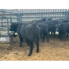 Image 5 : Roberts Ranching - 580# October Delivery Steer Calves - 70 Head (Lac La Hache, BC)