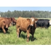 Image 13 : Lone Star Cattle Co. - 1040# September Delivery Grass Steers - 530 Head (Buck Lake, AB)