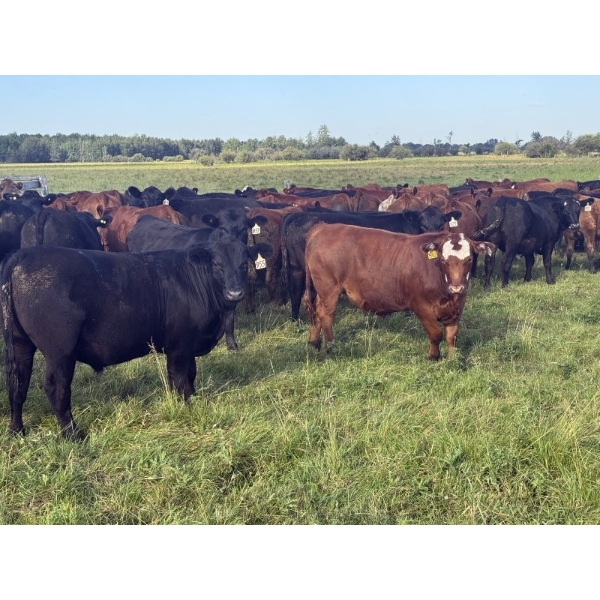 Triplelyones Farms - 925# August Delivery Grass Steers - 201 Head (Westlock, AB)