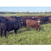 Image 1 : Triplelyones Farms - 925# August Delivery Grass Steers - 201 Head (Westlock, AB)