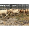 Image 3 : Reilly Lake Ranching - 890# February Delivery Weaned Heifers - 75 Head (Lloydminster, AB)
