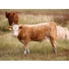 Image 13 : Alvin Sandum Family - 670# Steer Calves - 94 Head (Hussar, AB)