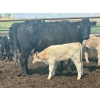 Image 8 : Blue Moon Cattle Co. - 32 Black X Pairs (Irricana, AB)