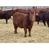 Image 5 : Meyer Cattle Inc. - 580# December Delivery Weaned Heifers - 50 Head (Lethbridge, AB)