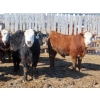 Image 5 : Little Rainbow Ranch - 775# March Delivery Steers - 156 Head (Moosomin, SK)
