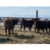 Image 7 : Hillcrest Farming Co. - 690# March Delivery Steers - 90 Head (Dundurn, SK)