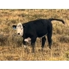 Image 10 : Monty & Corey Arendt - 625# Oct/Nov Delivery Steer Calves - 53 Head (Ravenscrag, SK)