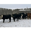 Image 4 : Star Over Bar Ranch Ltd. - 740# December Delivery Weaned Steers - 41 Head (Biggar, SK)