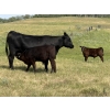 Image 3 : Darren & Tamara Schultz - 640# October Delivery Steer Calves - 95 Head (Bashaw, AB)