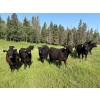 Image 3 : RL7 Ranches - 840# June Delivery Grass Steers - 33 Head (Turner Valley, AB)