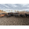 Image 6 : Avos Farms - 930# October Delivery Steers - 124 Head (MacKay, AB)