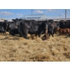 Image 5 : Rolling N Ranches (Nolan & Amanda Osadczuk) - 4 Black Heifer Pairs with Red Calves