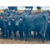 Image 2 : Sturgeon River Ranch - 680# March Delivery Heifers - 90 Head (Rockyford, AB)
