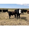 Image 10 : Dar-Lin Ranching - 550# November Delivery Steer Calves - 110 Head (Big Stone, AB)