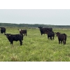 Image 5 : Franklin Cattle Co. - 600# December Delivery Heifer Calves - 200 Head (Marwayne, AB)