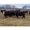 Image 3 : Four Forty Farms - 900# January Weaned Steers - 68 Head (Eckville, AB)