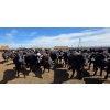Image 6 : Ripple Rock Ranch - 765# June Delivery Heifers - 155 Head (Fincastle, AB)