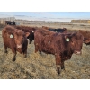 Image 4 : C.O. Johnson & Sons Ranches  - 890# March Delivery Steers - 101 Head (Scandia, AB) VBP+