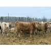 Image 4 : Wayne & Logan Lytwyn - 785# February Delivery Heifers - 75 Head (Winnipegosis, MB)