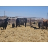 Image 3 : Hillside Farm - 1 Pair