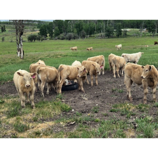 Pat Muehlen/Dave Johnson/L+ Ranch - 565# October Delivery Steer Calves - 105 Head (Vanderhoof, BC)