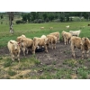 Image 1 : Pat Muehlen/Dave Johnson/L+ Ranch - 565# October Delivery Steer Calves - 105 Head (Vanderhoof, BC)