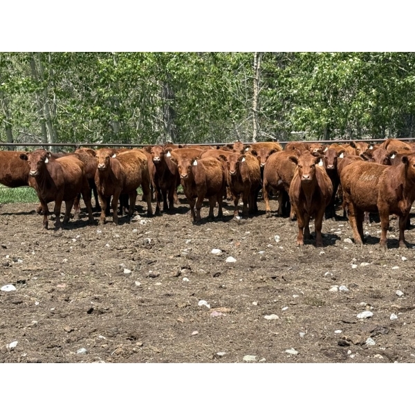 Palmer Ranch - 700# June Delivery Heifers - 90 Head (Hill Spring, AB)