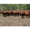Image 1 : Palmer Ranch - 700# June Delivery Heifers - 90 Head (Hill Spring, AB)