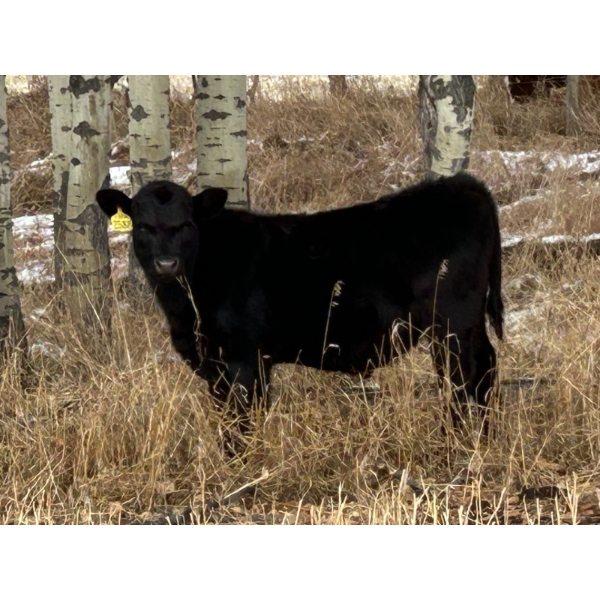 Lazy B Farm & Ranch - 600# November Steer Calves - 100 Head (Linden, AB)