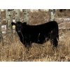 Image 1 : Lazy B Farm & Ranch - 600# November Steer Calves - 100 Head (Linden, AB)