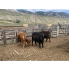 Image 5 : Ted Scott - 21 Cow/Calf Pairs (Kamloops, BC)