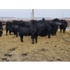 Image 2 : Gibraltar Cattle - 12 Black Heifers (Pen 537 - 539)
