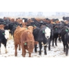 Image 6 : Brock & Garett Thompson - 920# March/April Delivery Steers - 63 Head (Carnduff, SK) VBP+