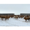Image 5 : Four Harts Cattle Co. - 1000# March Delivery Steers - 83 Head (Vermilion, AB)