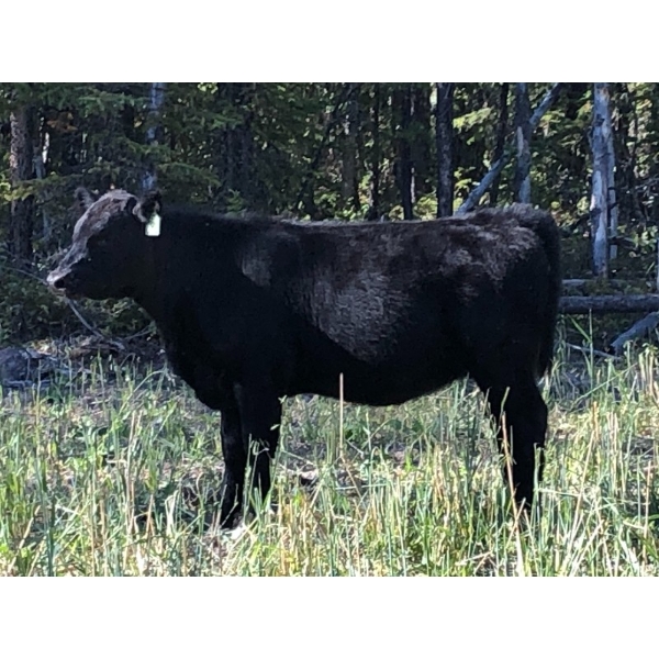 Greg & Jennifer MacDonald - 560# October Delivery Heifer Calves - 30 Head (Vanderhoof, BC)