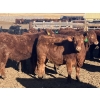 Image 2 : Hawk Ranching - 960# February Delivery Steers - 65 Head (Nanton, AB)