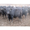 Image 11 : Cluny Colony - 770# October Delivery Weaned Steers - 60 Head (Cluny, AB)