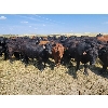 Image 3 : McDougald Ranch Ltd. - 950# September Grass Steers - 160 Head (Maple Creek, SK)