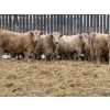 Image 3 : McKenzie Ranch - 820# March Delivery Steers - 73 Head (Delisle, SK)