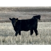 Image 2 : Lazy B Farm & Ranch - 530# November Heifer Calves - 80 Head (Linden, AB)