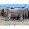 Image 3 : Jason Szymanek - 800# January Delivery Steers - 150 Head (Stauffer, AB)