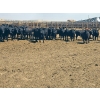 Image 3 : M.S. MacLean Livestock - 1020# May Delivery Steers - 65 Head (Coaldale, AB)