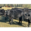 Image 2 : 20X Ranch Ltd. - 550# November Delivery Heifer Calves - 95 Head (Hedley, BC)
