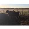 Image 10 : Rowdy Ross - 36 Black/Black X April/May Calving Bred Heifers (Langham, SK)