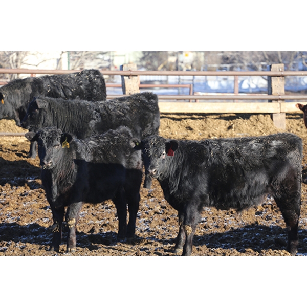 Martee Farm & Ranch - 725# February Delivery Steers - 62 Head (Midale, SK) VBP+