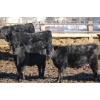 Image 1 : Martee Farm & Ranch - 725# February Delivery Steers - 62 Head (Midale, SK) VBP+