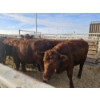 Image 2 : Lazy J Cattle Co. - 10 Red Heifers (Pen 301 - 303) 937# avg