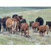 Image 20 : Garvin Kostal - 625# November Delivery Steer Calves - 95 Head (Spring Valley, SK)