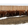 Image 7 : Jones Valleyview Ranch - 24 RBF Angus/Hereford X Replacement Heifers (Balzac, AB)